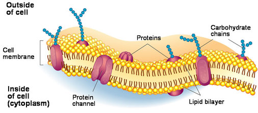 what-is-a-semipermeable-membrane-socratic